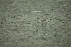 Charadrius pallidus