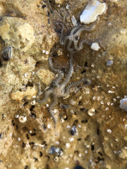 Amphipholis squamata