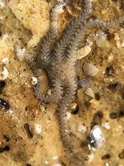 Amphipholis squamata