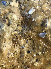 Amphipholis squamata