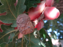 Andricus infectorius