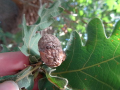 Andricus infectorius