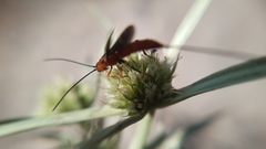 Glyptomorpha pectoralis