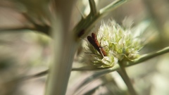 Glyptomorpha pectoralis