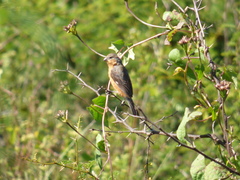 Sporophila hypoxantha
