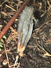 Clavulina tasmanica