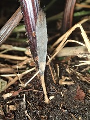 Clavulina tasmanica