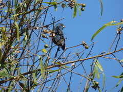 Cyanoloxia glaucocaerulea