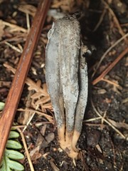 Clavulina tasmanica