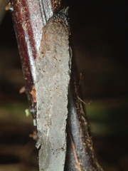 Clavulina tasmanica