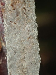 Clavulina tasmanica