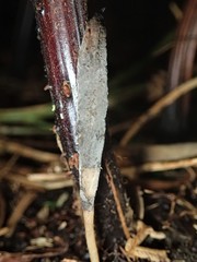 Clavulina tasmanica