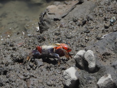 Tubuca arcuata image