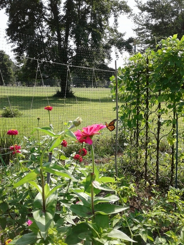 Monarch photographed in Alabama