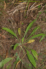 Plantago raoulii