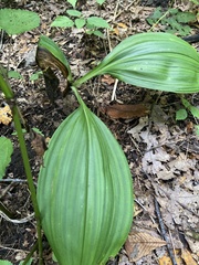 Veratrum parviflorum