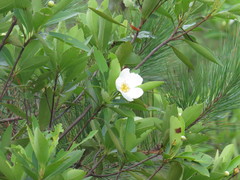 Gordonia lasianthus