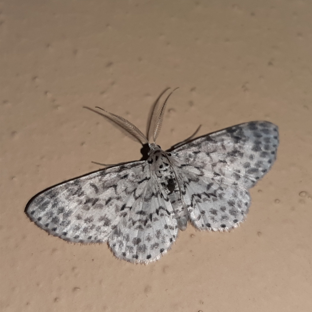 Hymenomima umbelularia
