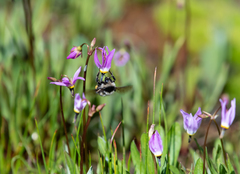 Bombus californicus