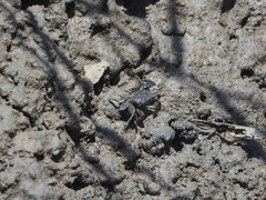 Parasesarma