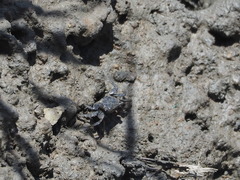 Parasesarma