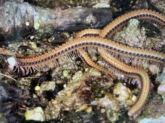 Cambalopsidae