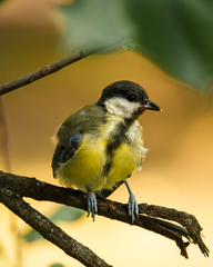 Parus major