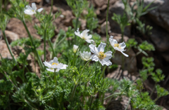 Anemone drummondii