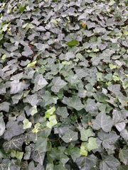 Hedera helix