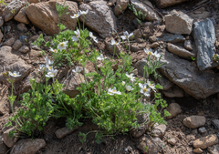 Anemone drummondii