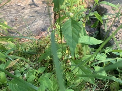 Neolasioptera lycopi