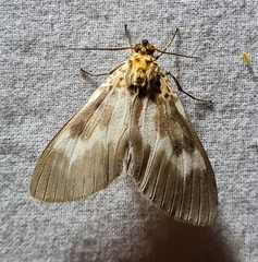 Asota tortuosa