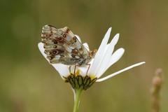 Boloria graeca
