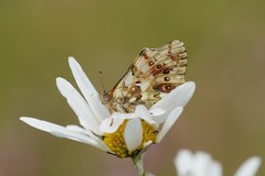 Boloria graeca