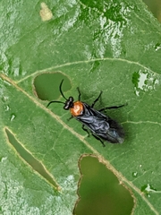 Atomacera decepta