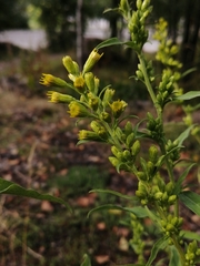 Solidago virgaurea