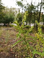 Solidago virgaurea
