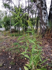 Solidago virgaurea