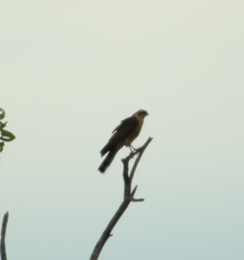 Accipiter ovampensis