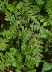 Pteris macilenta