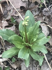 Primula meadia