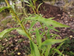 Solidago virgaurea
