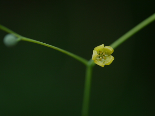 Erythropalum scandens Blume