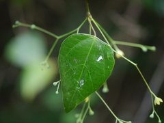 Erythropalum scandens