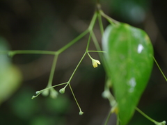 Erythropalum scandens