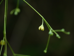 Erythropalum scandens