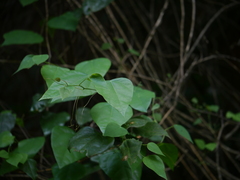 Erythropalum scandens