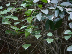 Erythropalum scandens