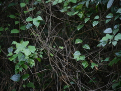 Erythropalum scandens