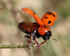 Clytra atraphaxidis